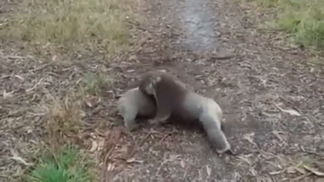 Забавная драка коал смотреть онлайн