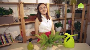 Аспарагус: как правильно ухаживать и пересадить