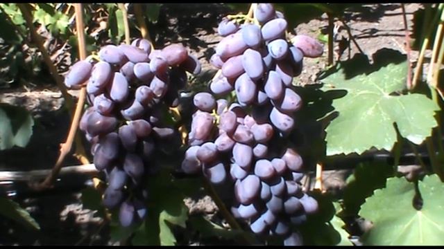 Виноград Эталон селекции Е. Г. Павловского (Grape variety Etalon) смотреть онлайн