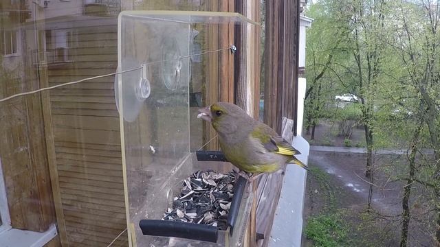 Зеленушка прогнала синицу! смотреть онлайн