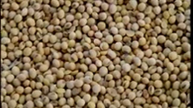 Биология 9. Усы. Соя. Козье молоко — Академия занимательных наук смотреть онлайн