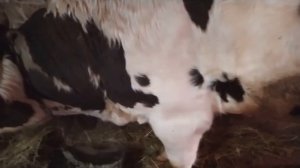 Бычку 1 годик. Сколько он весит?