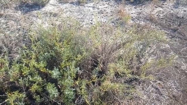 КАК ВОССТАНОВИТЬ ЛИЦО БЫСТРО ПОСЛЕ ЛЕТА 22.09.2018 смотреть онлайн