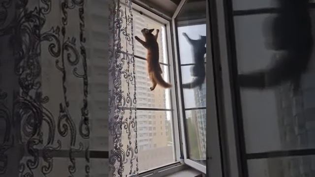 Москитная сетка Антикошка на раздвижном балконе. смотреть онлайн