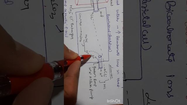 GIT system part-1 physiology смотреть онлайн