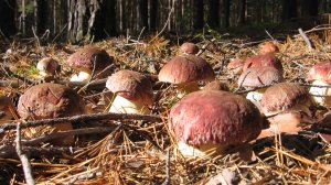 БЕЛЫЕ ГРИБЫ НА КАЖДОМ ШАГУ! Боровики и лисички. За грибами в Курлек. Грибы. Белый гриб 2021