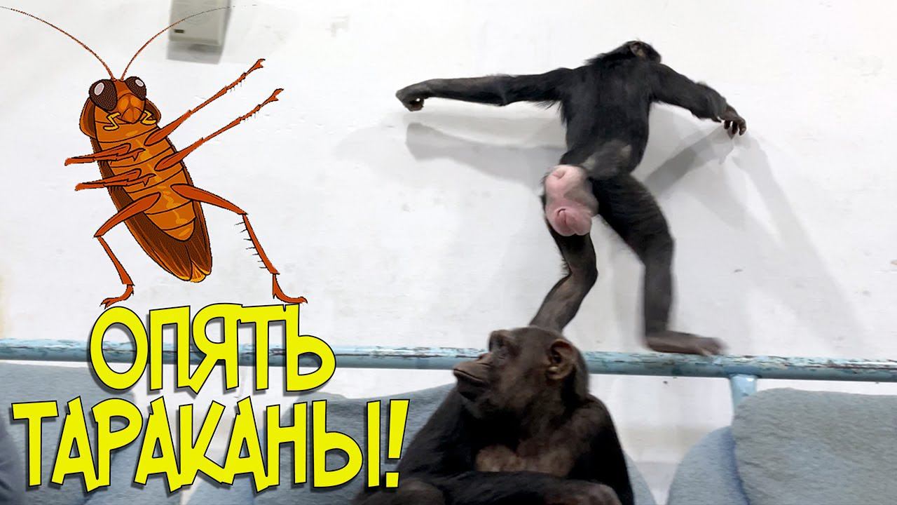 ШОК! ТАРАКАНОВ ЕЩЁ БОЛЬШЕ! | Самые смешные животные 2020 это шимпанзе