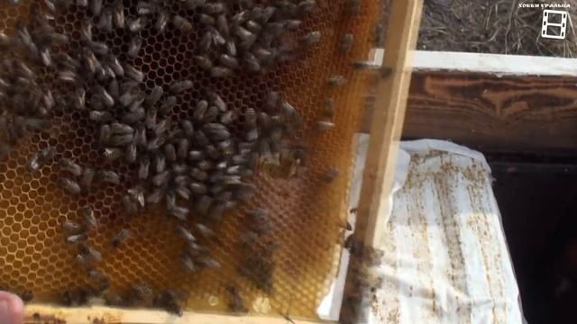 СЕКРЕТ УСПЕХА ПЧЕЛОВОДА - СОКРАЩЕНИЕ ПЧЕЛИНОГО ГНЕЗДА ВЕСНОЙ И ЗАМЕНА ПУСТЫХ РАМОК НА МЕДОПЕРГОВЫЕ смотреть онлайн