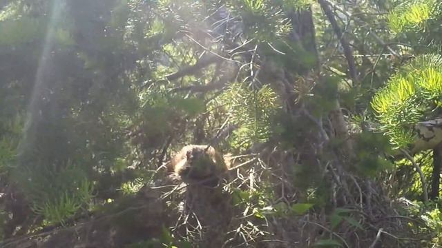 Summer with no filters. Episode 4. Grand Teton National Park. смотреть онлайн