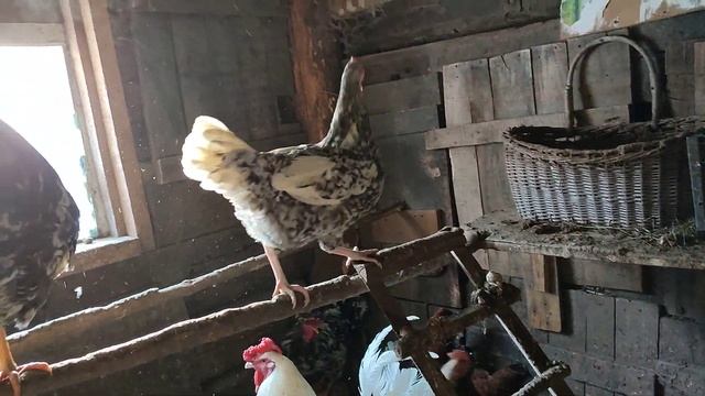 Замечательные молодые петушки!!! Своё хозяйство. ? смотреть онлайн