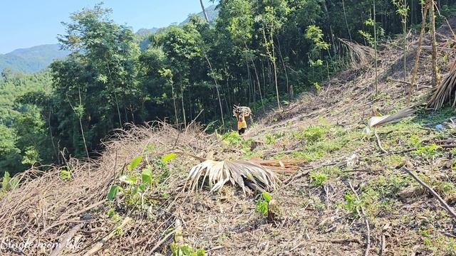 Go up the hill to get firewood to exchange for rice - Improve life - Single mom life смотреть онлайн
