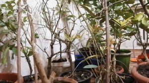 Это должен знать каждый! Что делать, если цитрус сбросил листья  и сушит ветки!