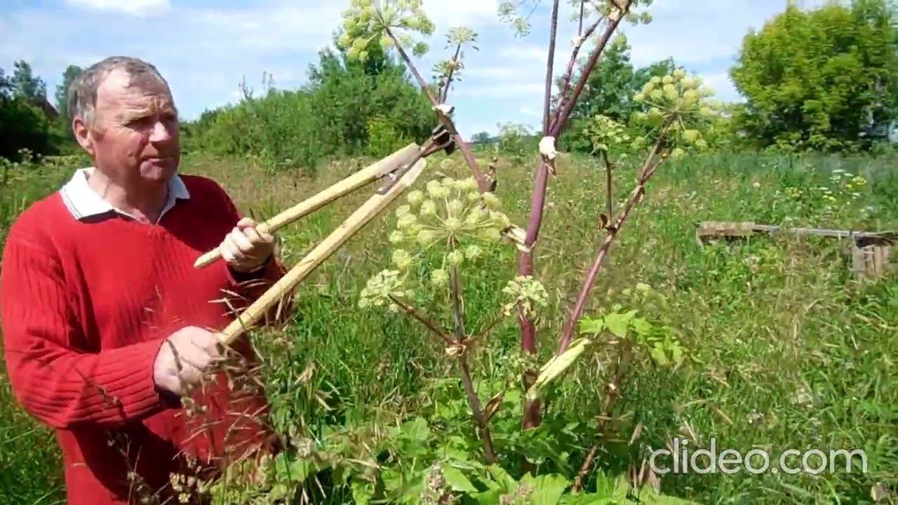 Элитный мед: есть ли ? смотреть онлайн