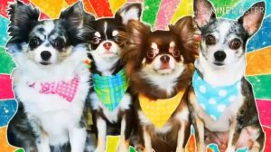 Энни.   Мэджик 😘😘😘😘😘😍😍😘😘😘😘😘😎