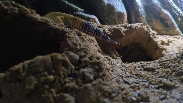 Лакшери Хаус для Эублефара смотреть онлайн