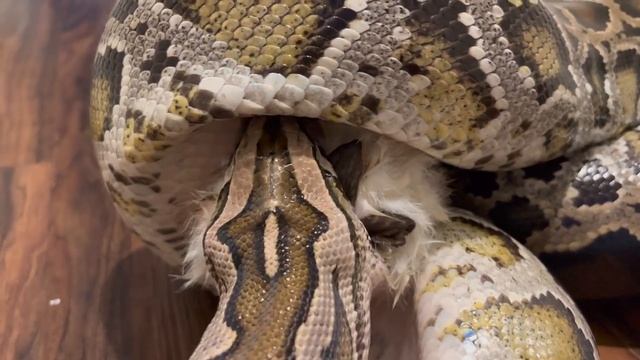 Feeding Both My Burmese Pythons RABBITS! смотреть онлайн