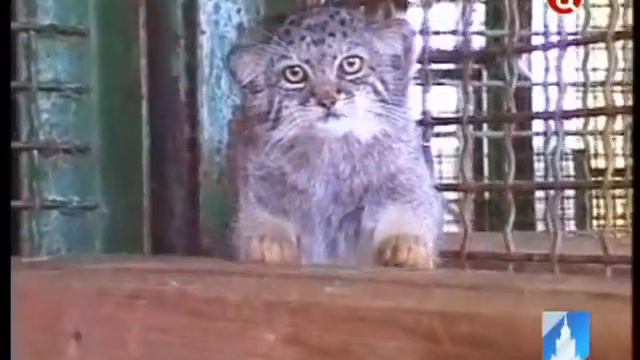 Обитатели московского зоопарка почуяли весну смотреть онлайн