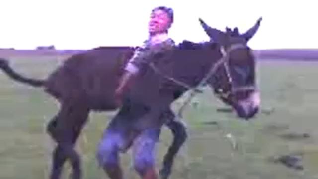 Осла на прогиб кинули :DDimpossible!!!!!!! смотреть онлайн