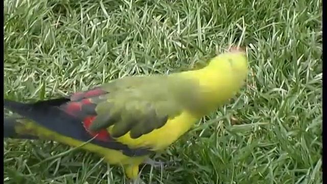 Regent Parrot смотреть онлайн