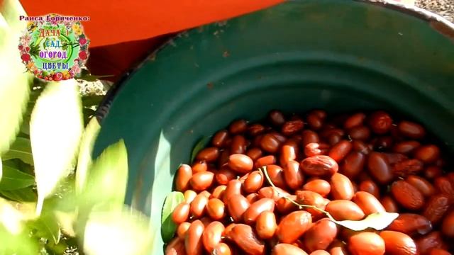 Зизифус. Разные сорта - разные вкусы Но одинаковое ценное витаминное лакомство на секретном растени смотреть онлайн