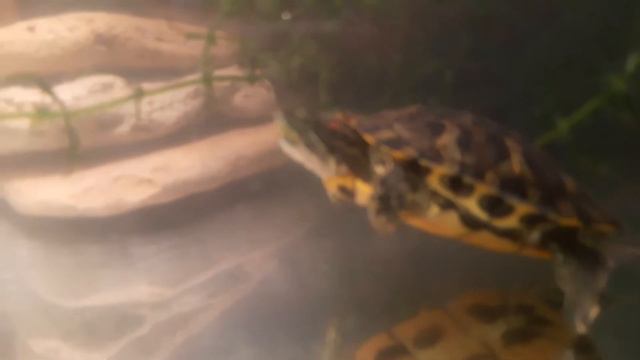 Красноухая черепаха в свободном парении смотреть онлайн