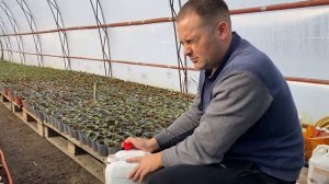 Первый полив и температурный режим рассады томата