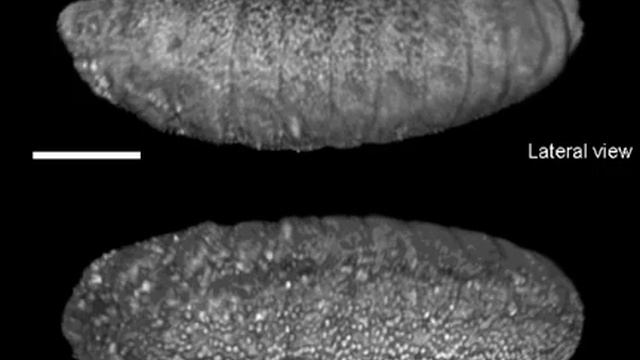 Imaging the Entire Embryonic Development of a Fruit Fly смотреть онлайн