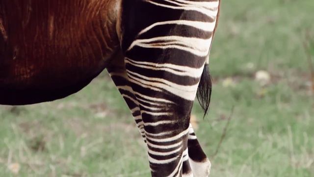 10 Cryptids Now PROVEN to be Real - (New & Updated List) смотреть онлайн