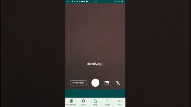 PlantSnap identifies a Grape hyacinth (Muscari botryoides) смотреть онлайн