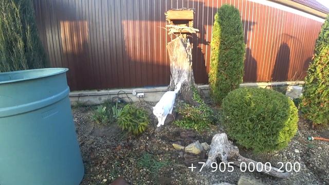 Почистили пруд и хоть узнали сколько их. смотреть онлайн