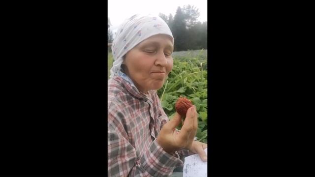 Садовая практика 10 июля 2022г ч6 Дегустация клубники