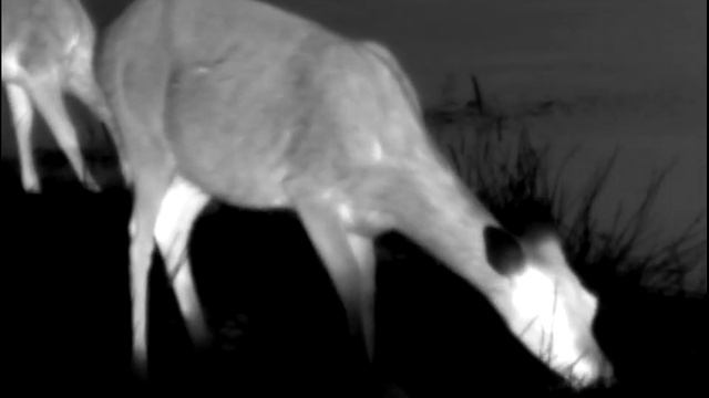 Deer up-close on Pulsar AXION XM30S Thermal Imaging Scope смотреть онлайн