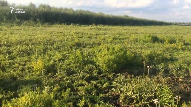 На Палесьсі перасыхаюць рэкі | На Полесье пересыхают реки смотреть онлайн