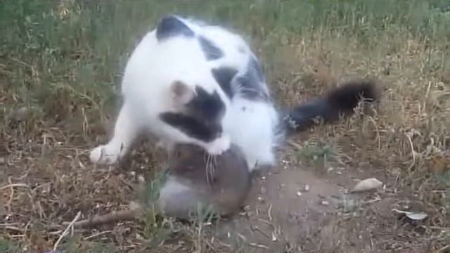 Кошка и огромная крыса жесть смотреть онлайн
