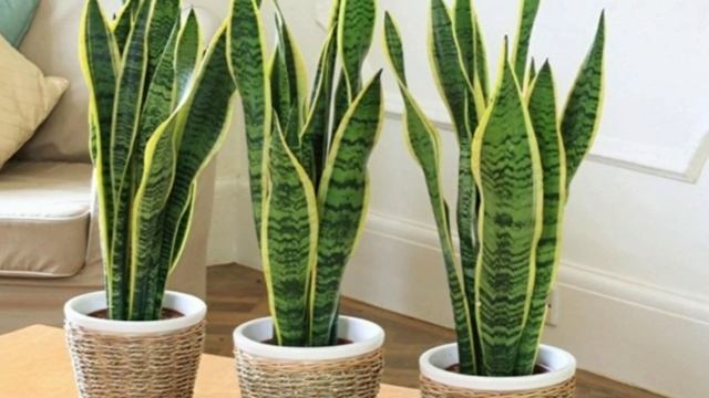 КОМНАТНЫЕ РАСТЕНИЯ КОТОРЫЕ ОЧИЩАЮТ ВОЗДУХ!