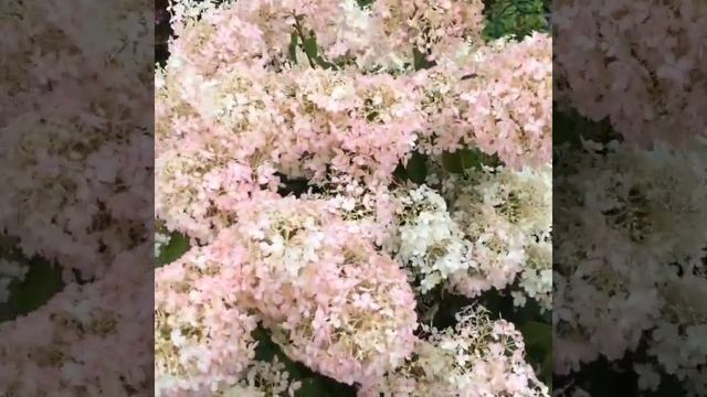 Гортензия метельчатая Бобо (Hydrangea paniculata Bobo) смотреть онлайн