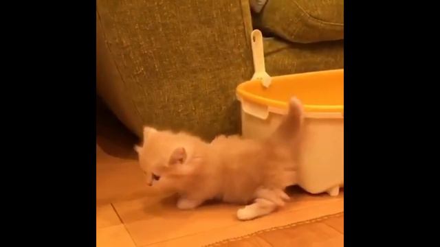 Коты от удовольствия крутят хвостами смотреть онлайн