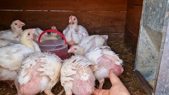 шведский стол) смотреть онлайн