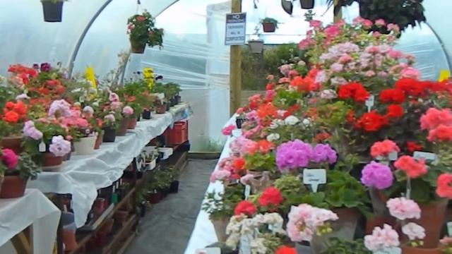 Liga's Pelargonium Castle - A Passion For Pelargoniums