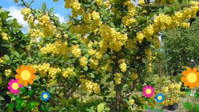 Барбарис оттавский Индиан Саммер. Краткий обзор, описание berberis ottawensis Indian Summer смотреть онлайн