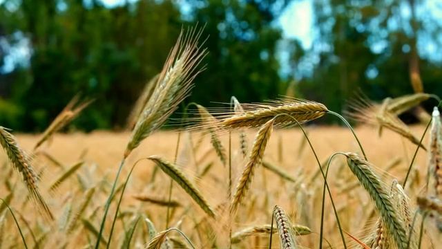 396 Гц Сольфеджио, Очищает от страха и негативных блоков, Музыка для медитации и глубокого сна смотреть онлайн