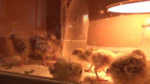 Перепелам 8 дней