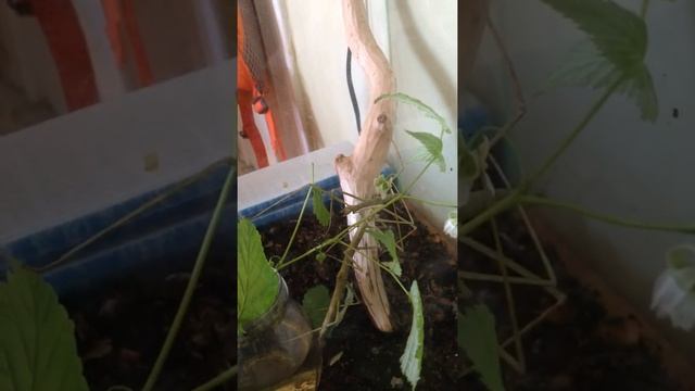 Палочники едят смотреть онлайн