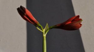 Цветок распускается