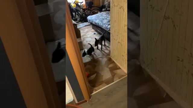 Мини бультерьер 2021 г. смотреть онлайн