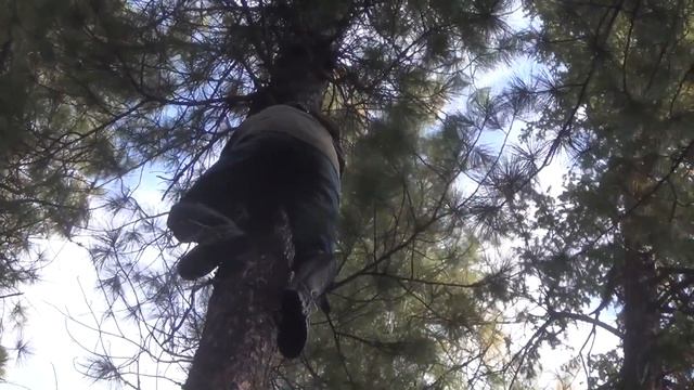 Кедр На такие кедры в когтях не рекомендую ходить. Шишки мало, а залазить на них просто ужас смотреть онлайн