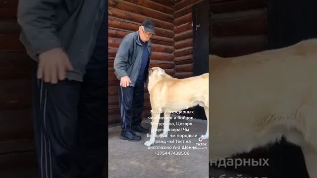 САО Алабай щенки от легендарных чемпионов и бойцов