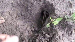 КРОТ. Отлов кротов с помощью проволочной кротоловки