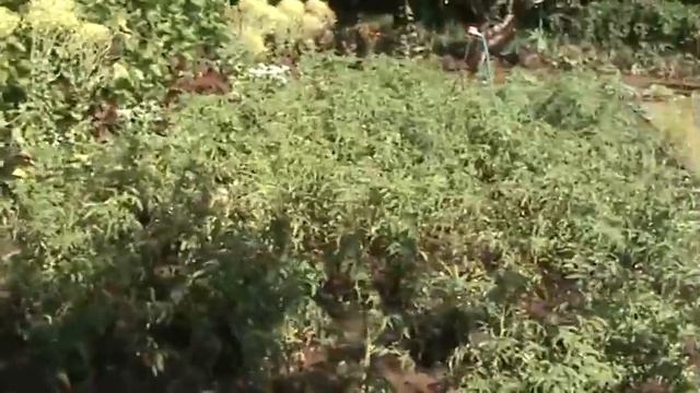 Как сделать пруд на даче своими руками. смотреть онлайн