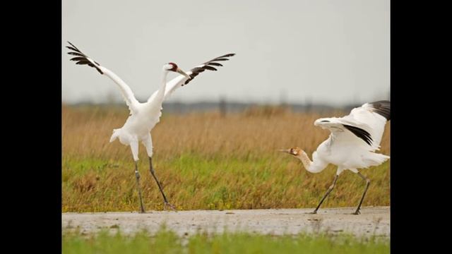 День белых журавлей смотреть онлайн